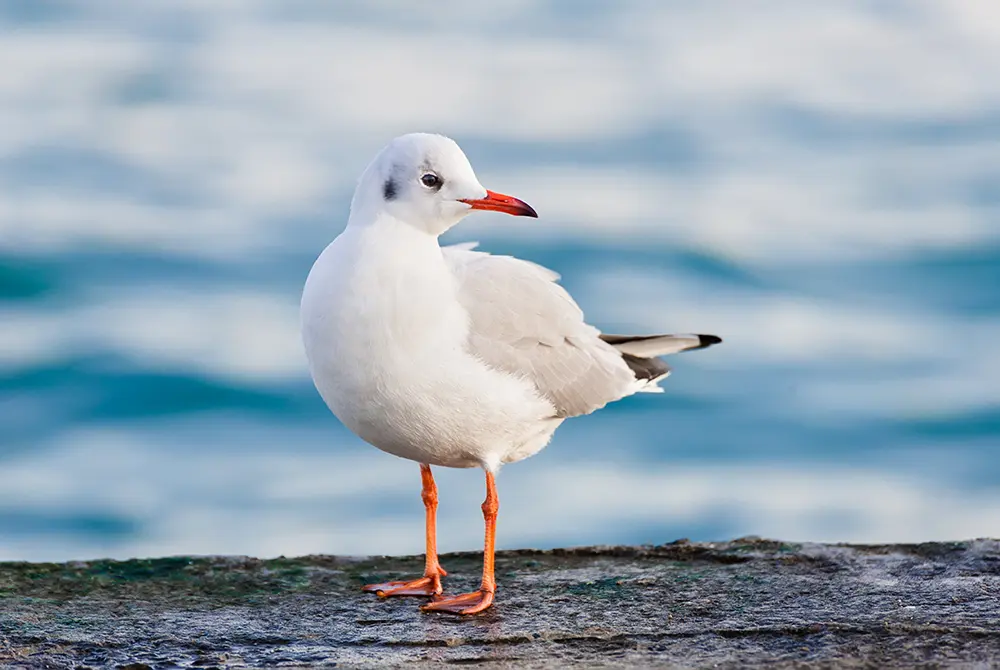 A white seagull with orange legs and beak stands on a stone surface near water, with a blurred blue background—a serene scene reminiscent of the waterfront views you might find while exploring things to do in Toms River NJ.