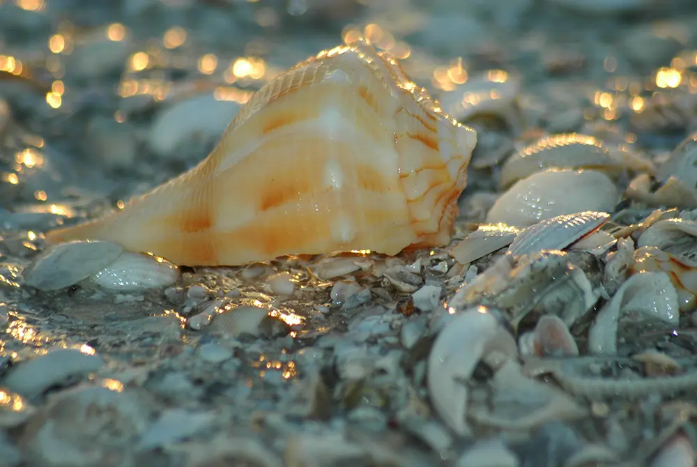 A large, orange and white seashell rests on wet sand surrounded by small, broken shells, with sunlight reflecting off the surface—a serene scene reminiscent of coastal moments you might experience while exploring the many things to do in Toms River NJ.
